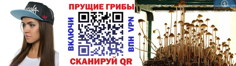 мориарти клад Пионерский Галлюциногенные грибы мицелий